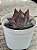 Echeveria casio - Imagem 3