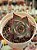 Echeveria casio - Imagem 1