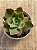 Echeveria lutea x shaviana - Imagem 3