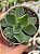 Echeveria lutea x shaviana - Imagem 1