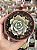Sedum suaveolens - Imagem 1