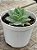 Sedum suaveolens - Imagem 2