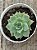 Sedum suaveolens - Imagem 3