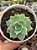 Sedum suaveolens - Imagem 1