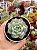 Echeveria grid line - Imagem 1