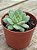 Echeveria grid line - Imagem 2