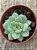 Echeveria grid line - Imagem 3