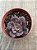 Echeveria painted frills - Imagem 3