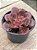 Echeveria painted frills - Imagem 2
