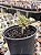 Aeonium spathulatum - Imagem 1