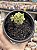 Aeonium spathulatum - Imagem 2