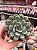 Graptoveria snow peach - Imagem 1