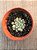 Graptoveria snow peach - Imagem 3