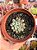 Graptoveria snow peach - Imagem 1