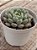 Graptoveria snow peach - Imagem 2