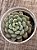 Graptoveria snow peach - Imagem 3