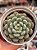 Graptoveria snow peach - Imagem 1