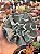 Echeveria swan lake - Imagem 1