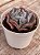 Echeveria swan lake - Imagem 2