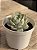 Echeveria deresina - Imagem 2