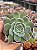 Echeveria ace soul - Imagem 1