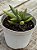 Adromischus filicaulis blood sport - Imagem 2