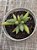 Adromischus filicaulis blood sport - Imagem 3