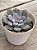 Graptopetalum silverbum variegata - Imagem 2