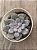 Graptopetalum silverbum variegata - Imagem 3