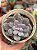 Graptopetalum silverbum variegata - Imagem 1