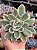 Echeveria luella variegata - Imagem 1