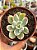 Echeveria luella variegata - Imagem 1