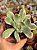 Echeveria luella variegata - Imagem 1