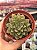 Echeveria agita rose - Imagem 1
