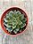 Echeveria agita rose variegata - Imagem 3