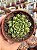 Echeveria rosima (carúnculas) - Imagem 1