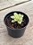 Graptoveria fantome variegata - Imagem 2