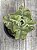 Kalanchoe beharensis maltese cross - Imagem 3