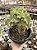 Kalanchoe beharensis maltese cross - Imagem 1