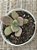 Graptoveria cumbre vieja - Imagem 4