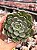 Echeveria timona - Imagem 1