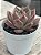 Echeveria Clarice - Imagem 2