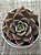 Echeveria Clarice - Imagem 3