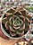 Echeveria Clarice - Imagem 1
