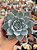 Echeveria blue bird - Imagem 1