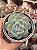 Echeveria ice jade - Imagem 1