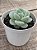 Echeveria ice jade - Imagem 2