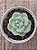 Echeveria ice jade - Imagem 3