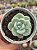Echeveria ice jade - Imagem 1