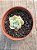 Echeveria ice jade - Imagem 3